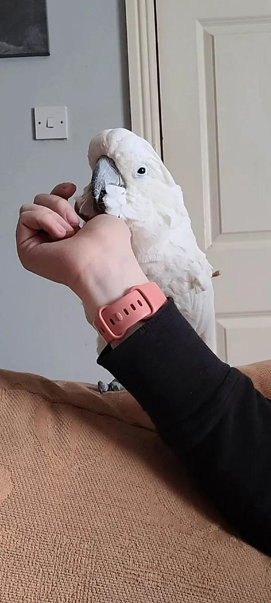 Male Umbrella Cockatoo Parrot - Image 4
