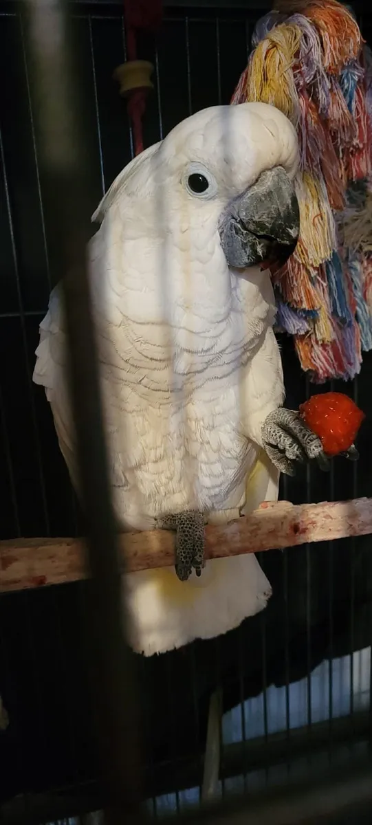 Male Umbrella Cockatoo Parrot - Image 3