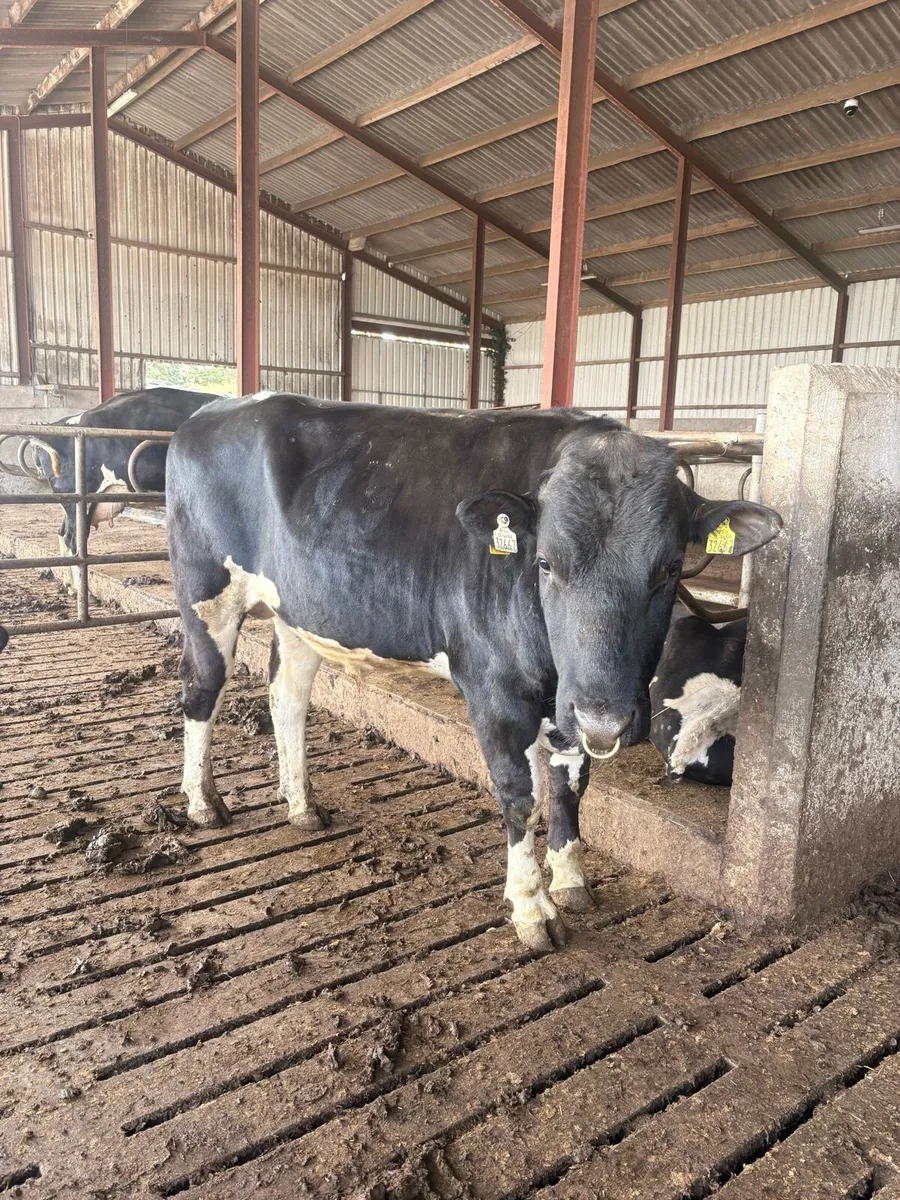 Pedigree registered fr bull - Image 1