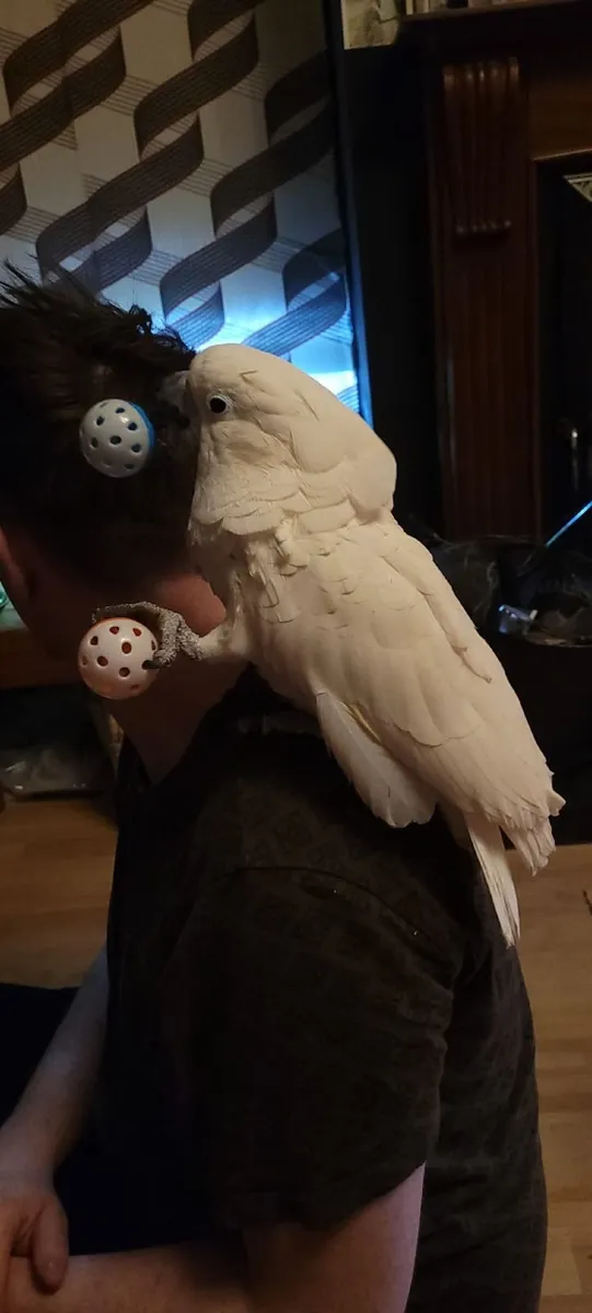 Male Umbrella Cockatoo Parrot - Image 1