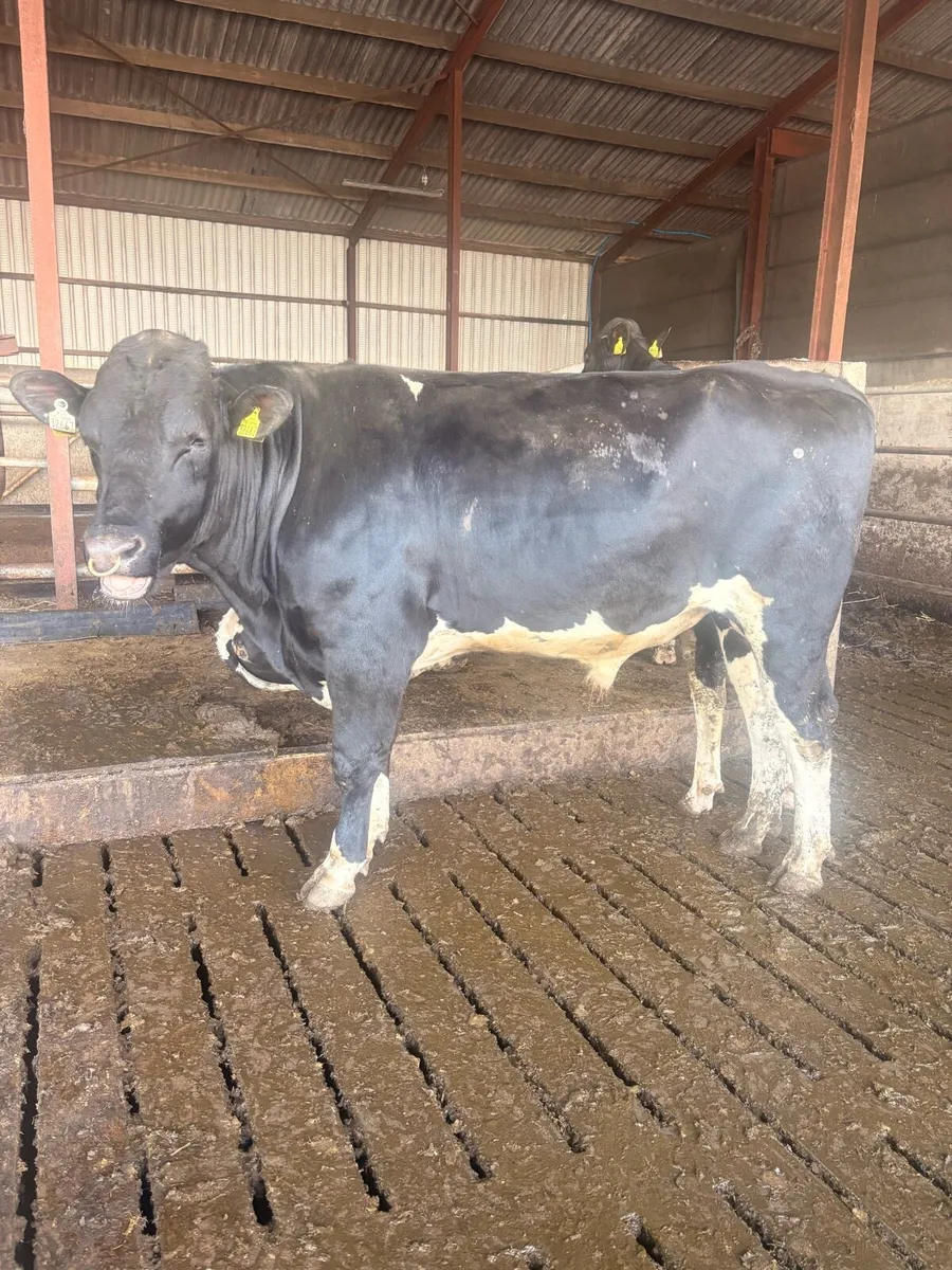 Pedigree registered fr bull - Image 2