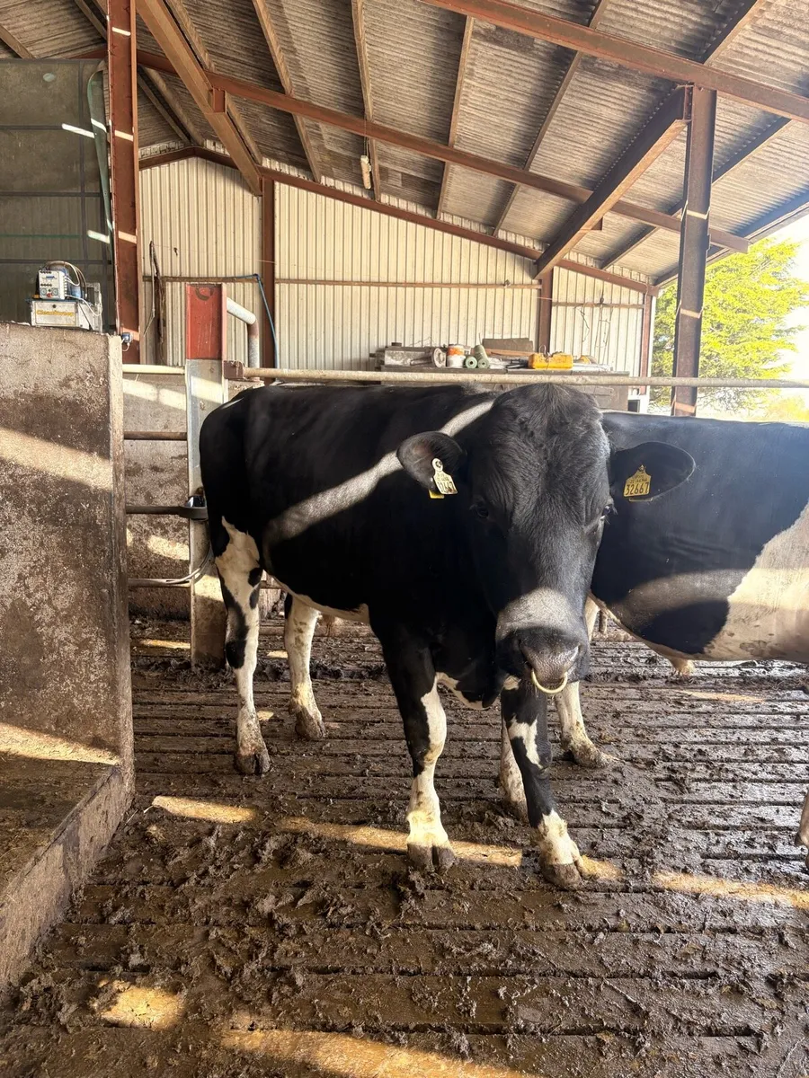 Pedigree registered fr bull - Image 3