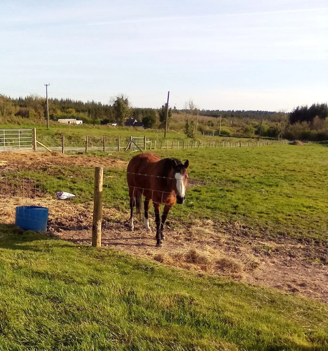 7 Year Old Mare For Sale - Image 2