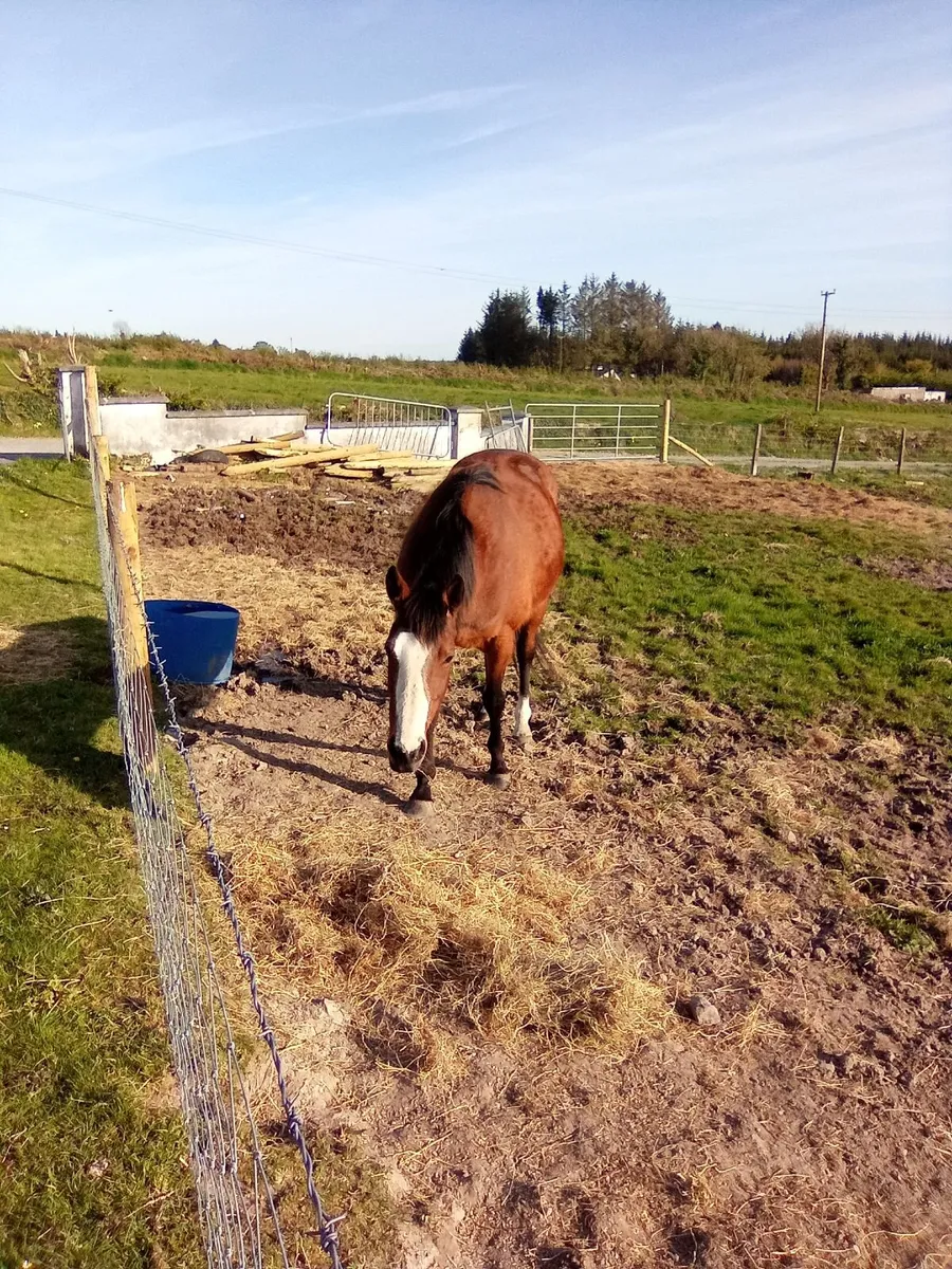 7 Year Old Mare For Sale - Image 1