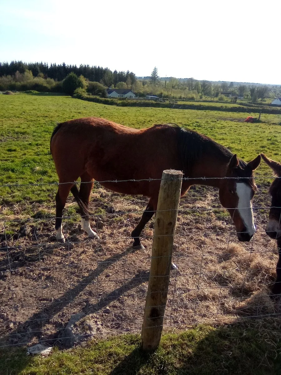 7 Year Old Mare For Sale - Image 3