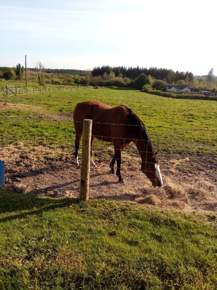 7 Year Old Mare For Sale - Image 4