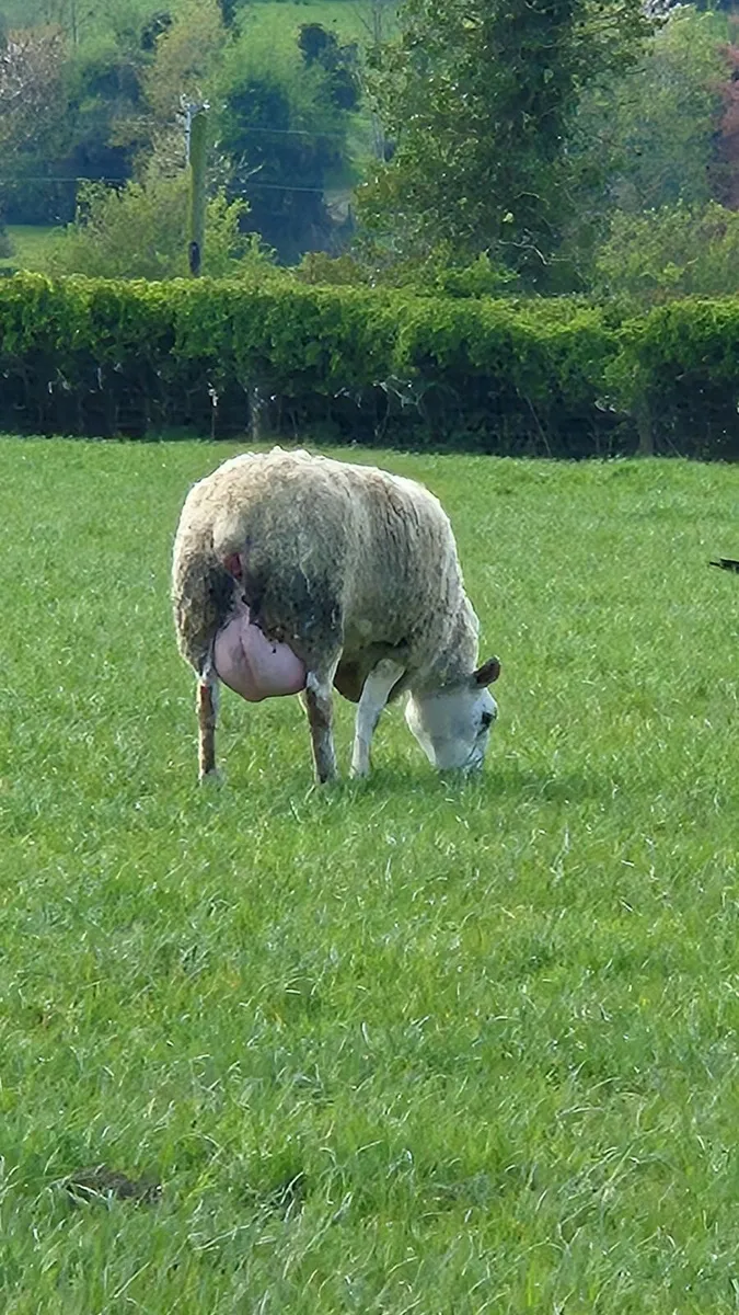 Foster ewe - Image 2