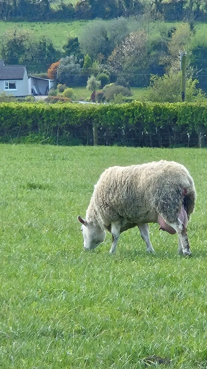 Foster ewe - Image 1