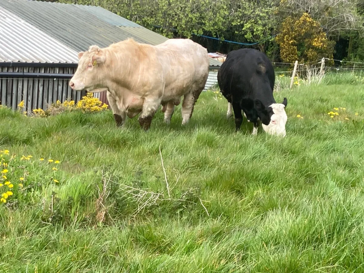 Pedigree Charolais  4.8% - Image 3