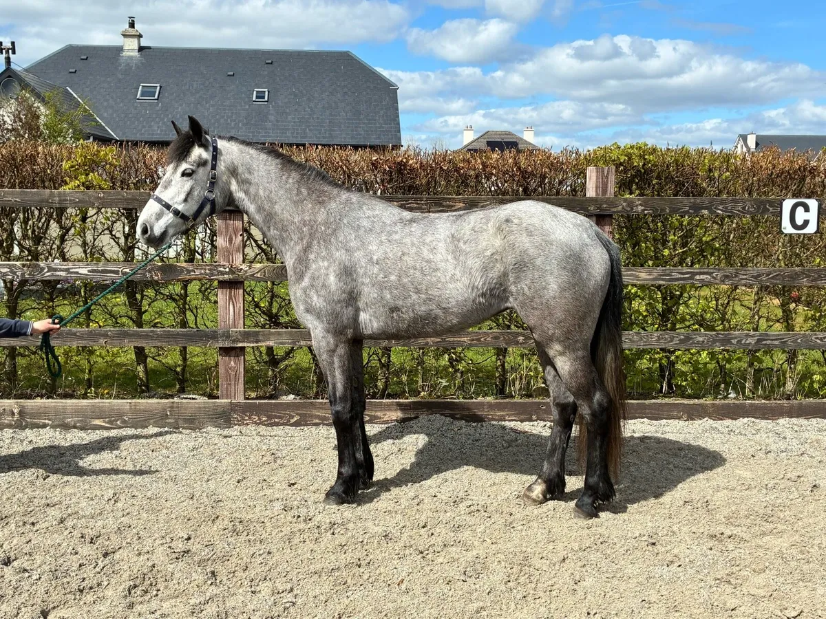 148 Connemara mare - Image 2