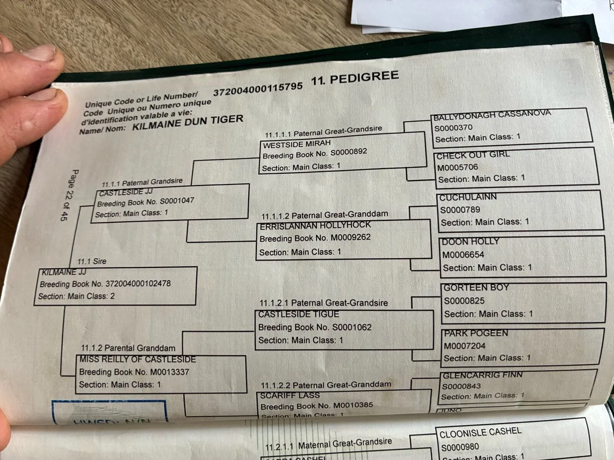 148 Connemara mare - Image 3