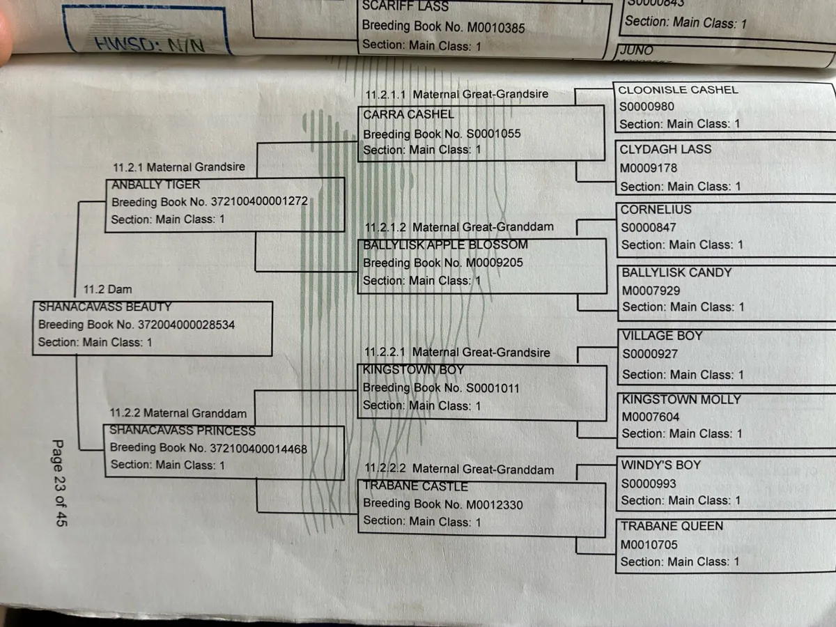 148 Connemara mare - Image 4