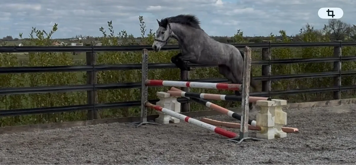 148 Connemara mare - Image 1