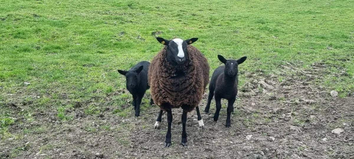 Zwartble ewes - Image 1