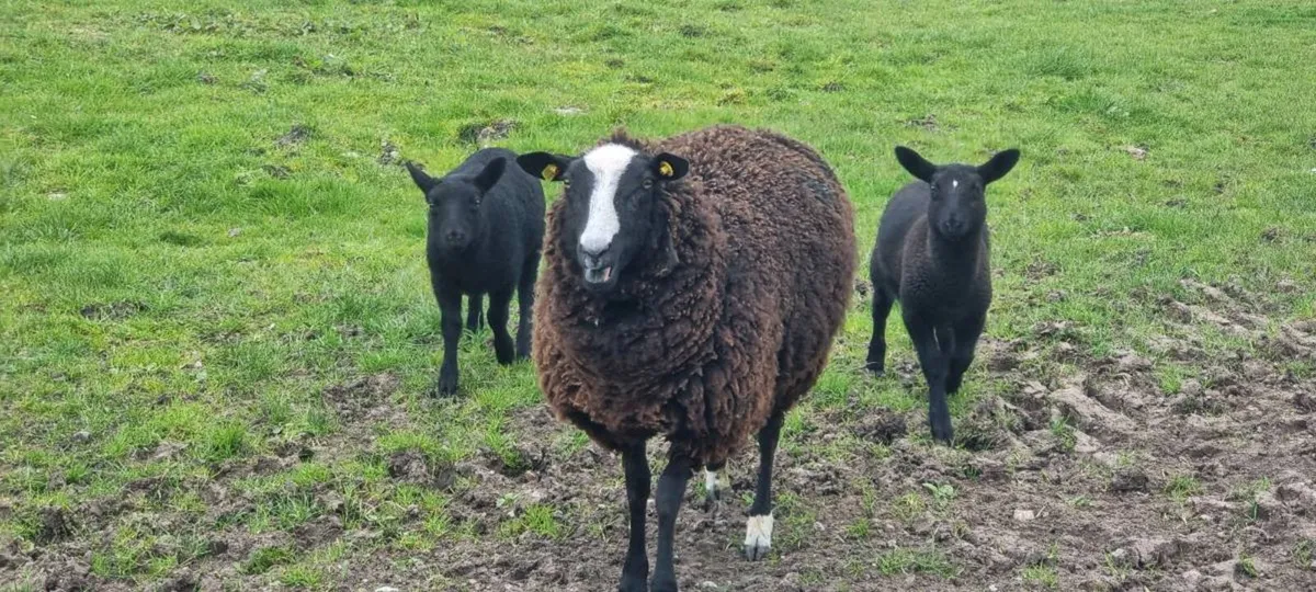 Zwartble ewes - Image 2