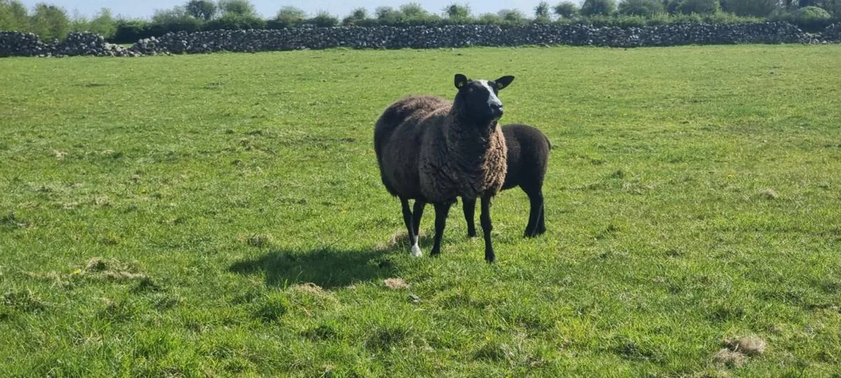 Zwartble ewes - Image 3