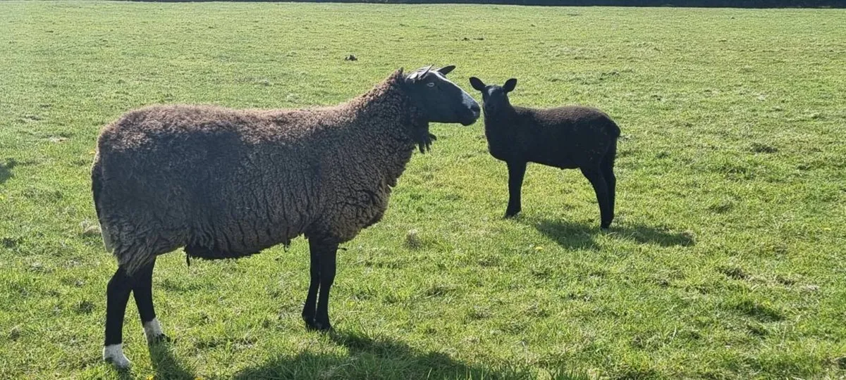 Zwartble ewes - Image 4