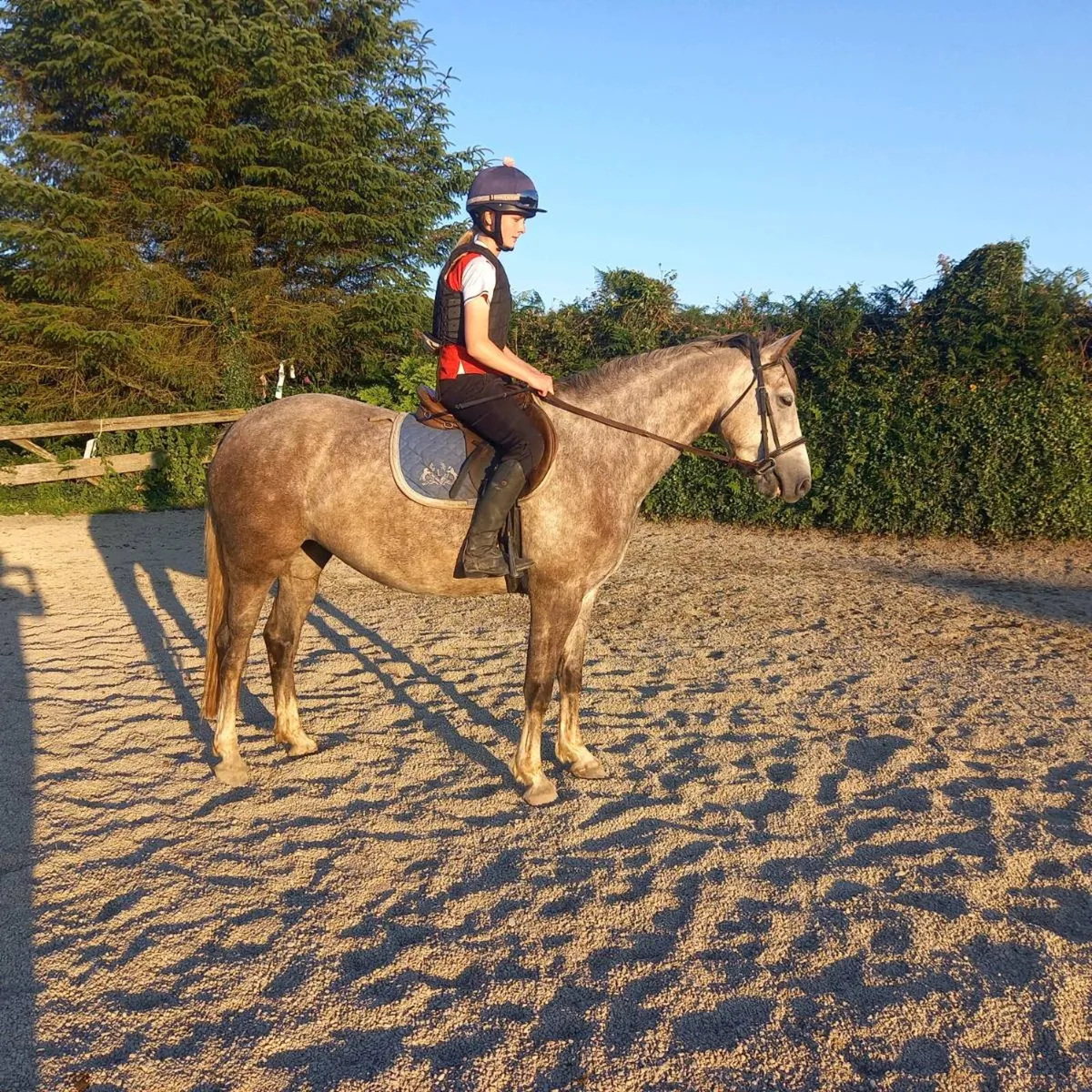 Irish Draught Mare - Image 4