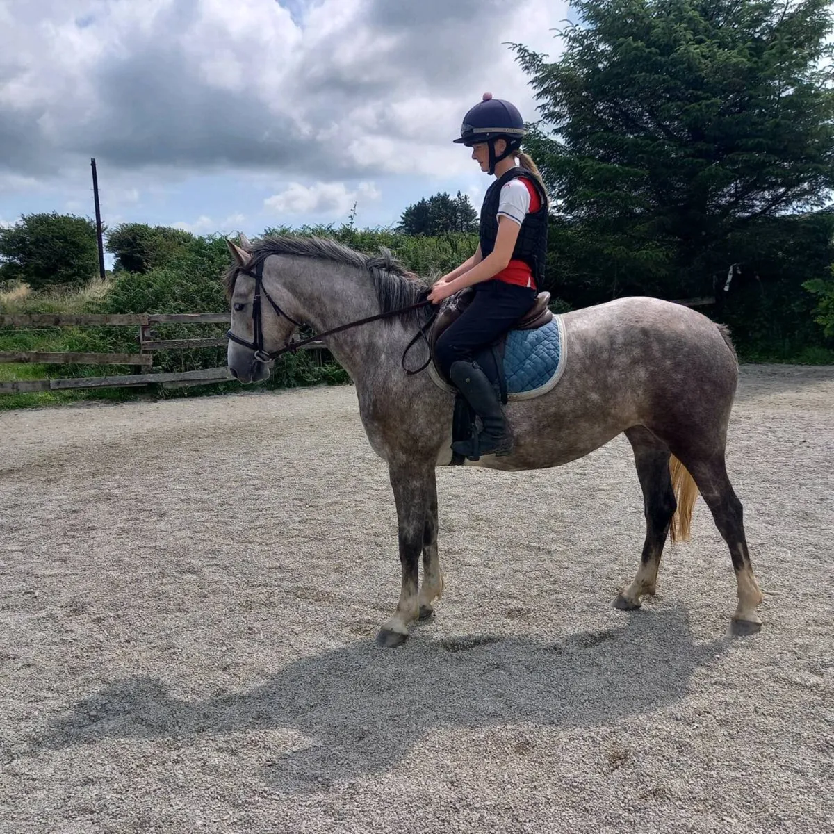 Irish Draught Mare - Image 2