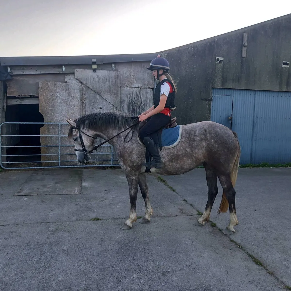 Irish Draught Mare - Image 3