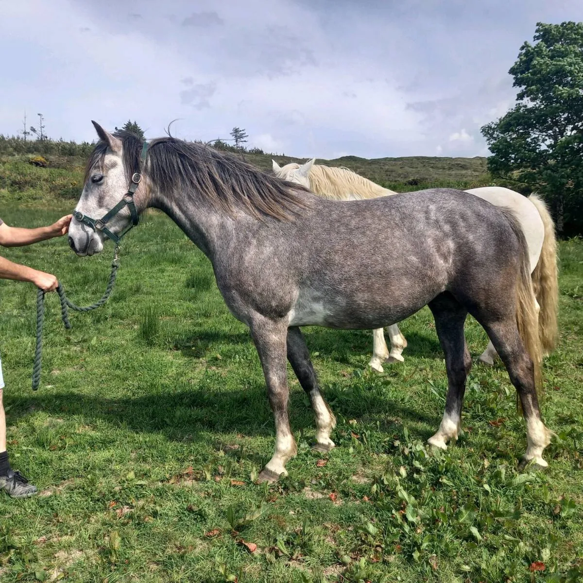 Irish Draught Mare - Image 1