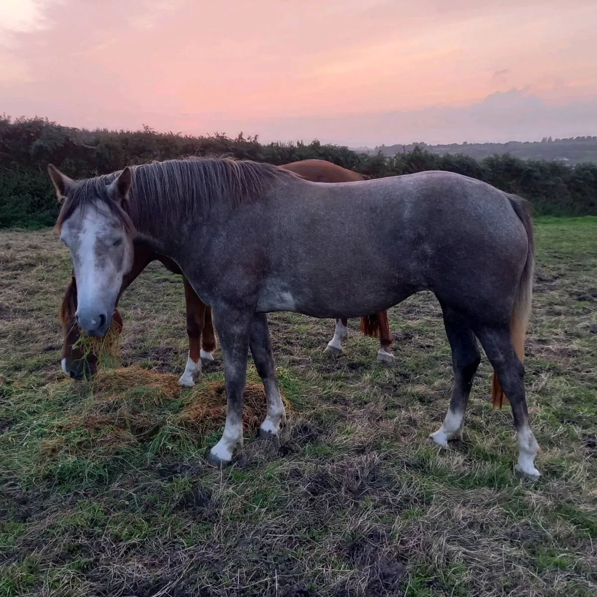 Irish Draught Mare - Image 1