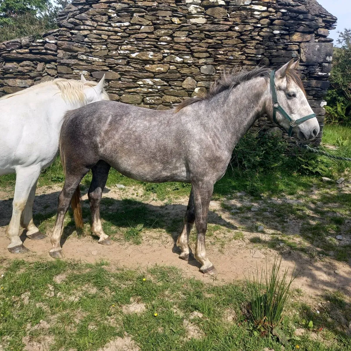 Irish Draught Mare - Image 2