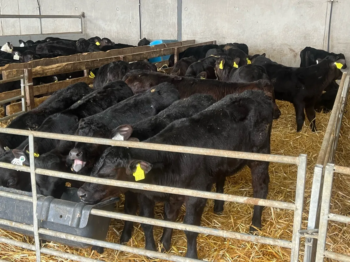 50 SUPER ANGUS AND HEREFORD HEIFERS - Image 1
