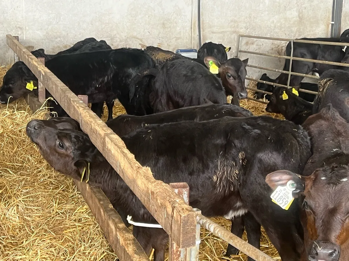 50 SUPER ANGUS AND HEREFORD HEIFERS - Image 2