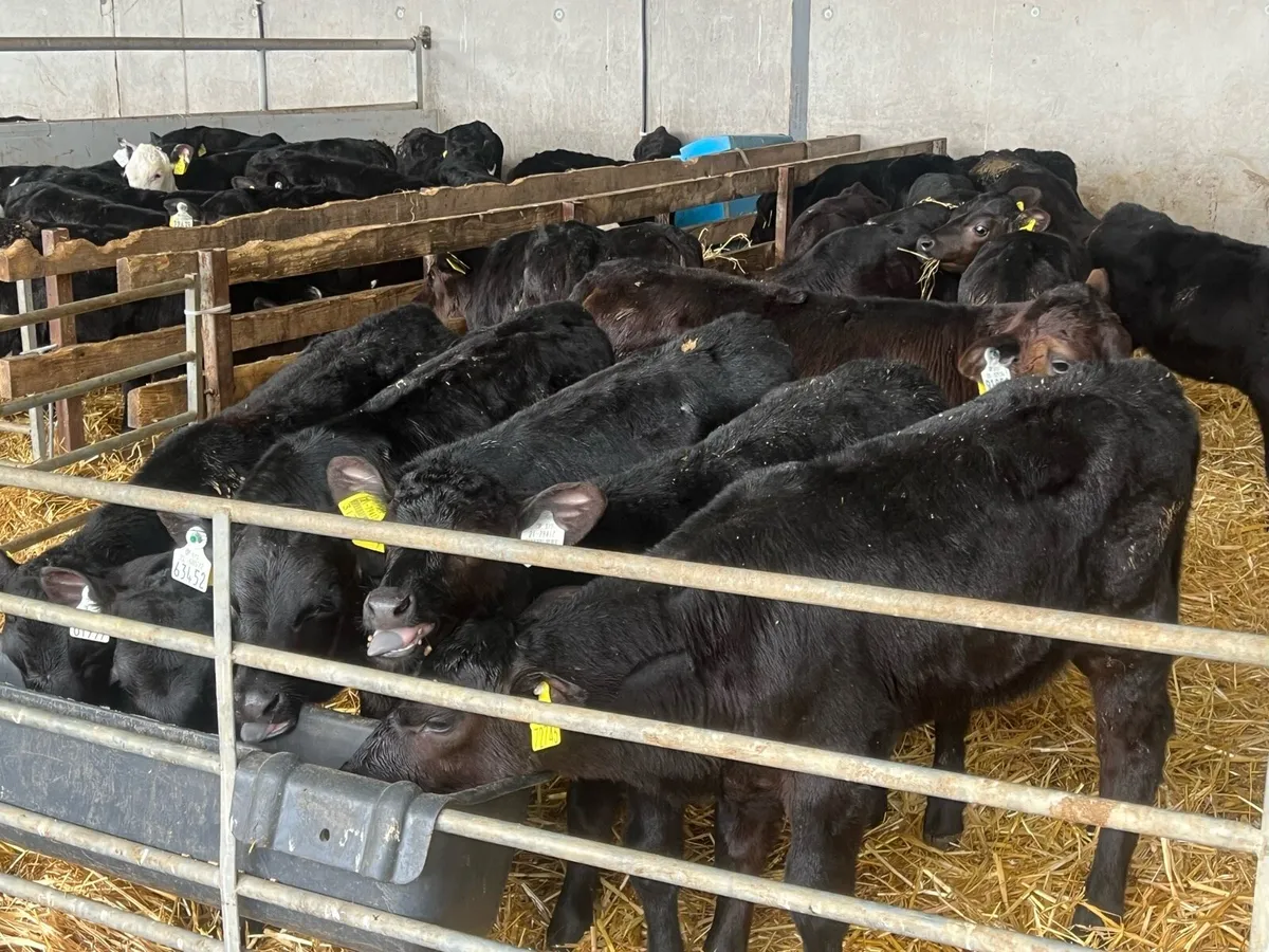 50 SUPER ANGUS AND HEREFORD HEIFERS - Image 3