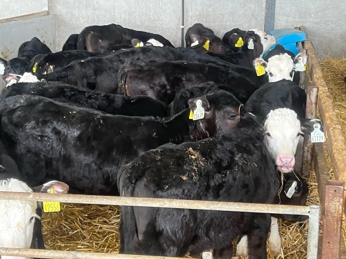50 SUPER ANGUS AND HEREFORD HEIFERS - Image 4