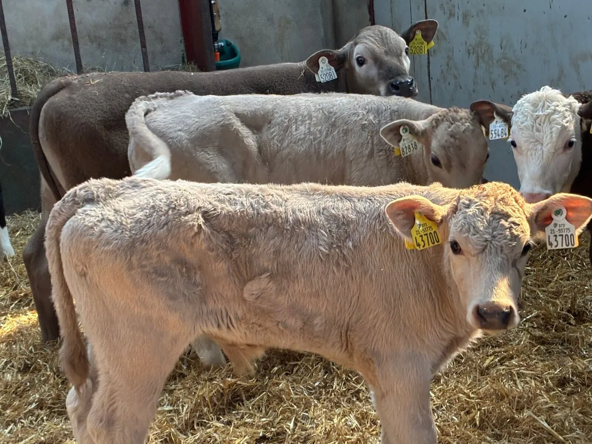 12 Super 2/3Month Old Bull Calves - Image 1