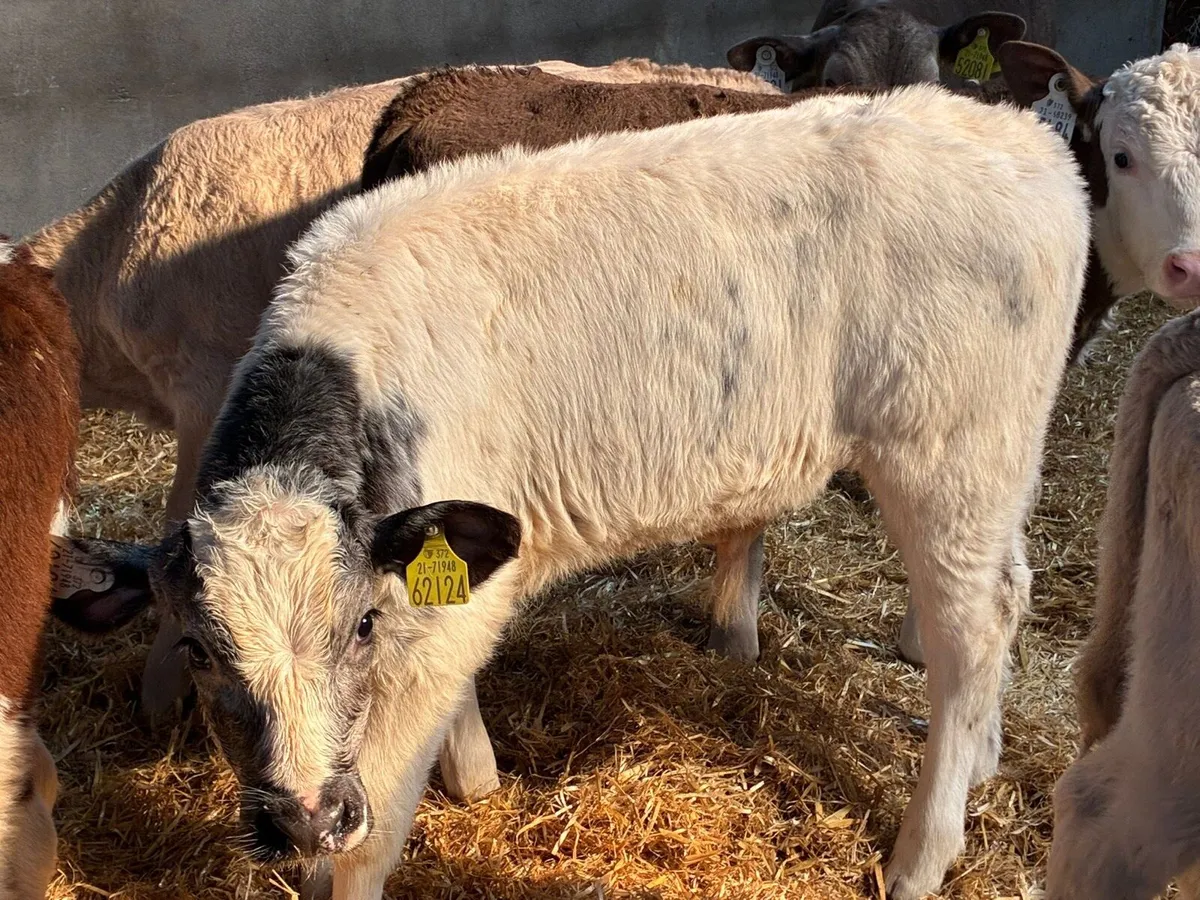 12 Super 2/3Month Old Bull Calves - Image 2