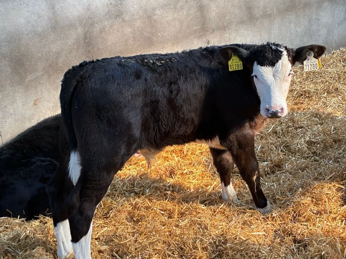 12 Super 2/3Month Old Bull Calves - Image 3