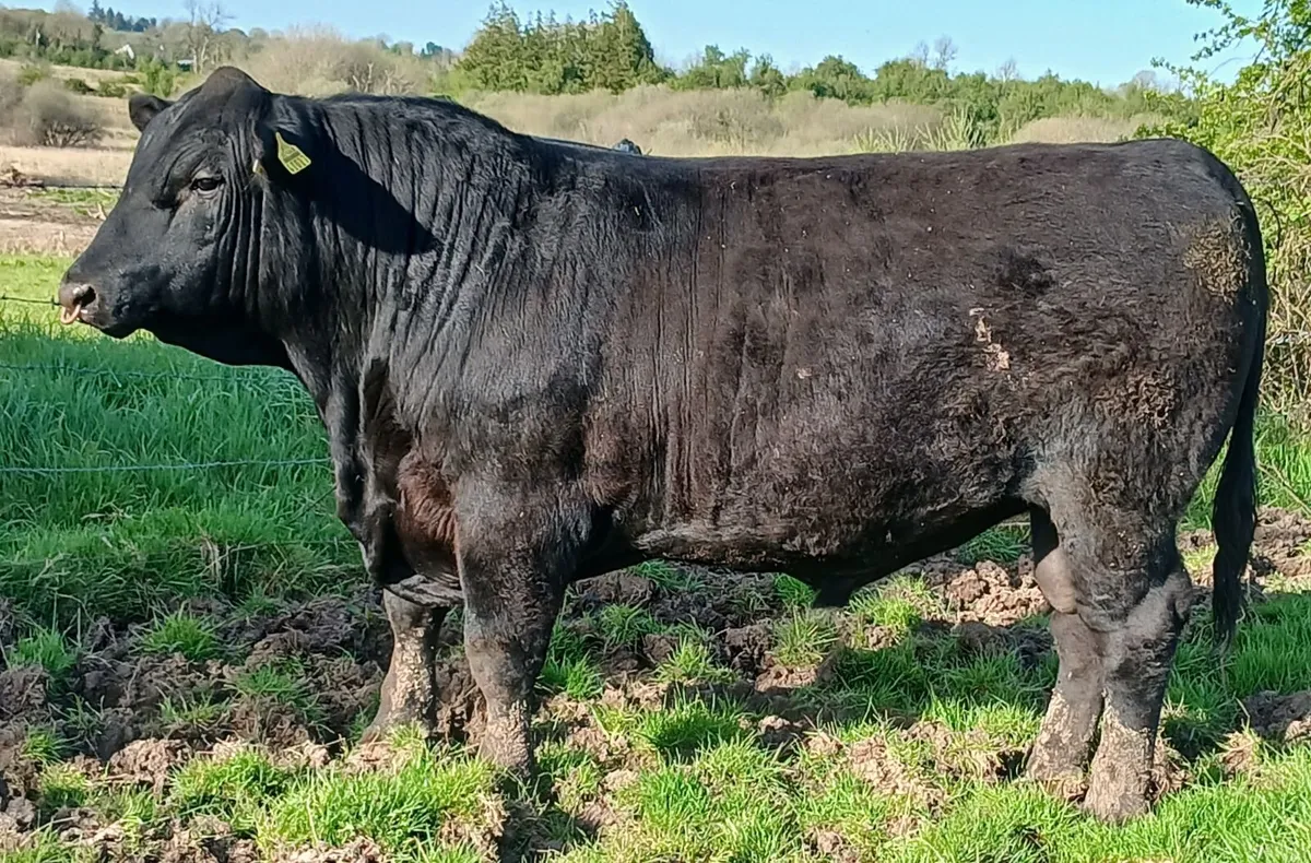 AA bulls  for sale - Image 1