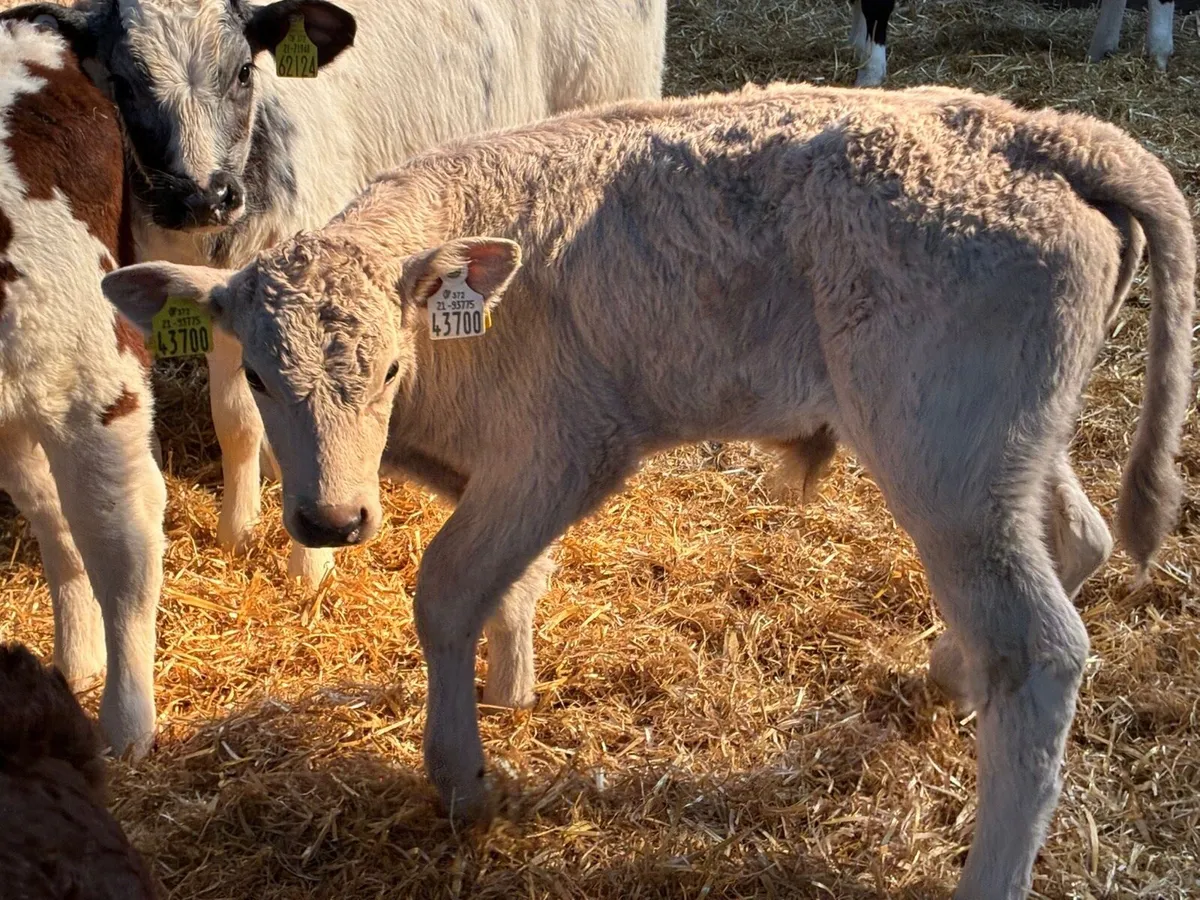 12 Super 2/3Month Old Bull Calves - Image 4