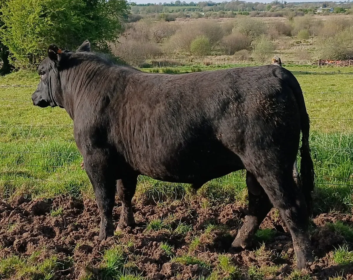 AA bulls  for sale - Image 2