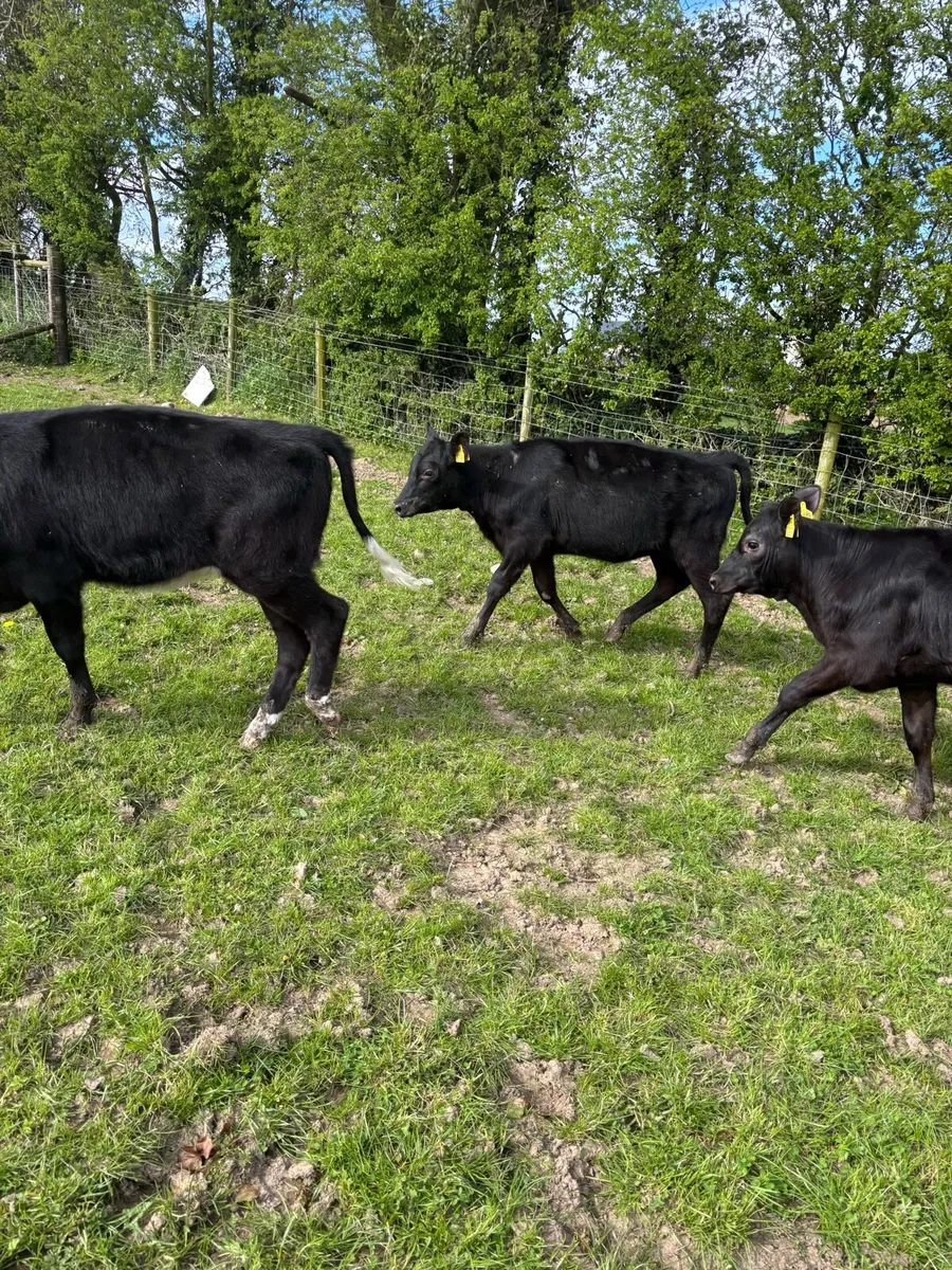 7 super Angus heifer weanlings - Image 1
