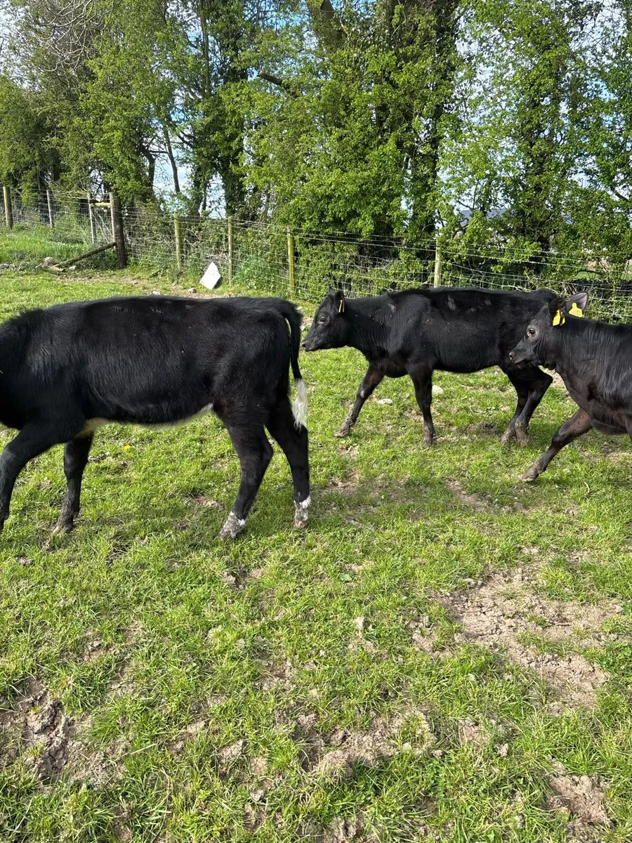 7 super Angus heifer weanlings - Image 4