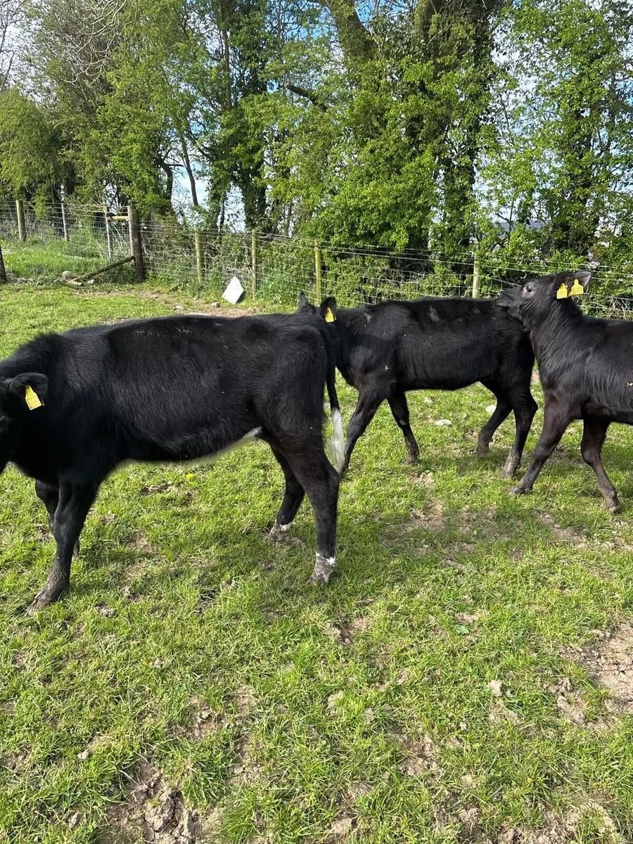 7 super Angus heifer weanlings - Image 2