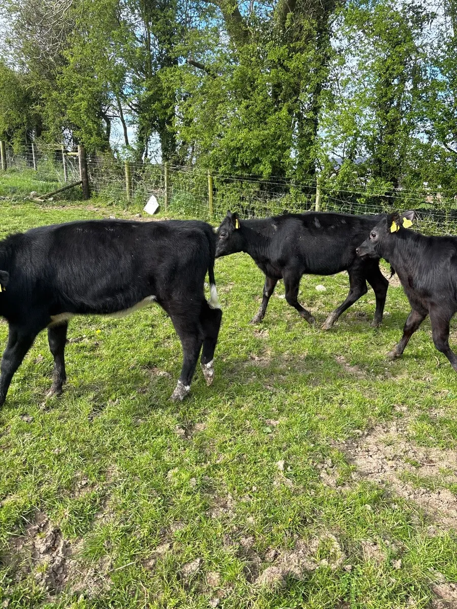 7 super Angus heifer weanlings - Image 3