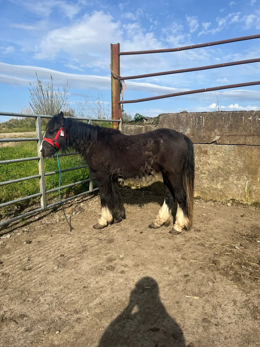 Black cob to make 14h plus - Image 2