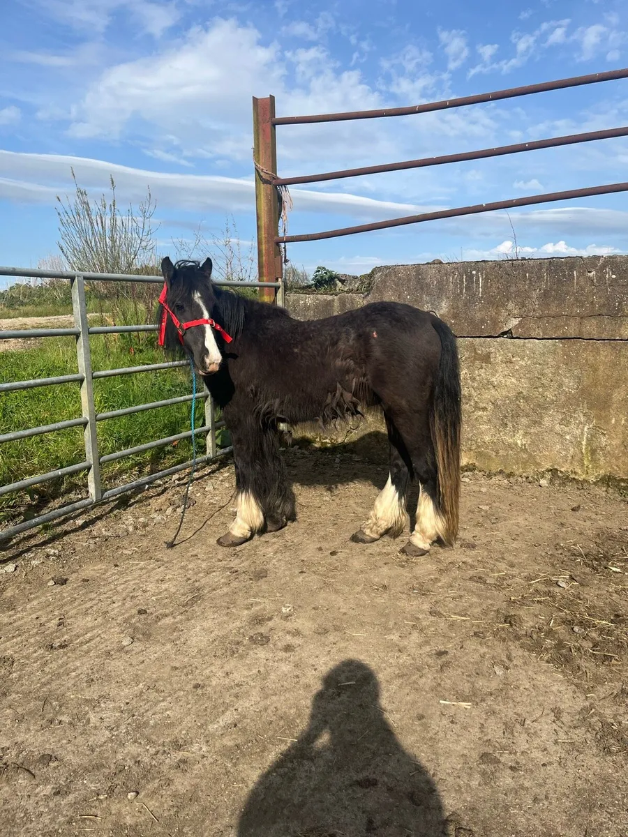 Black cob to make 14h plus - Image 3