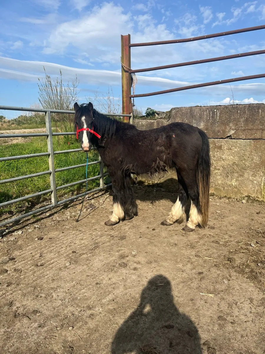 Black cob to make 14h plus - Image 4