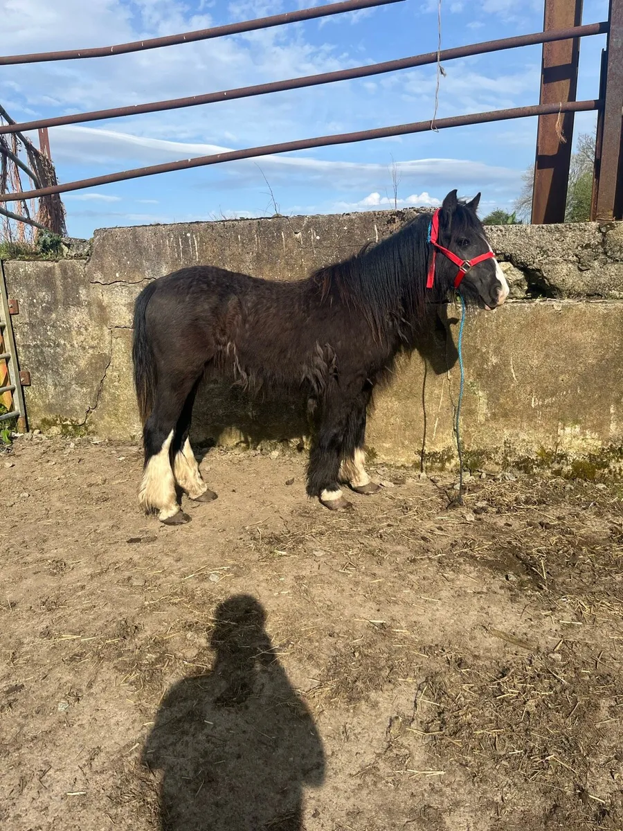 Black cob to make 14h plus - Image 1