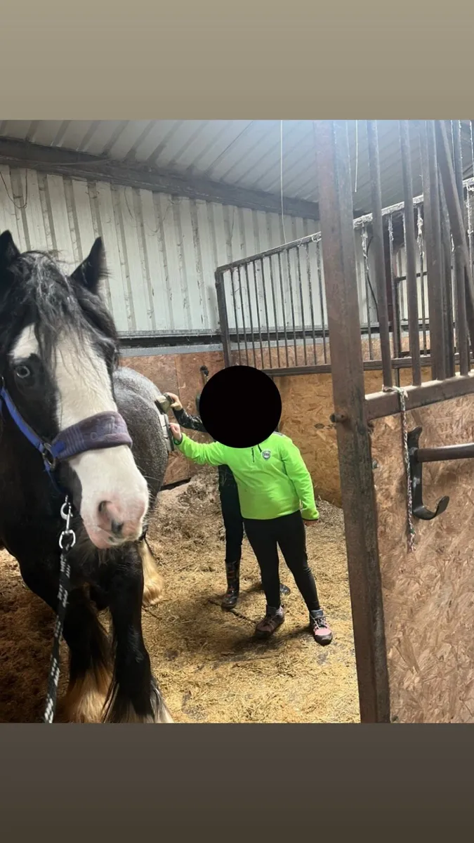 14hh Gelding - Image 2