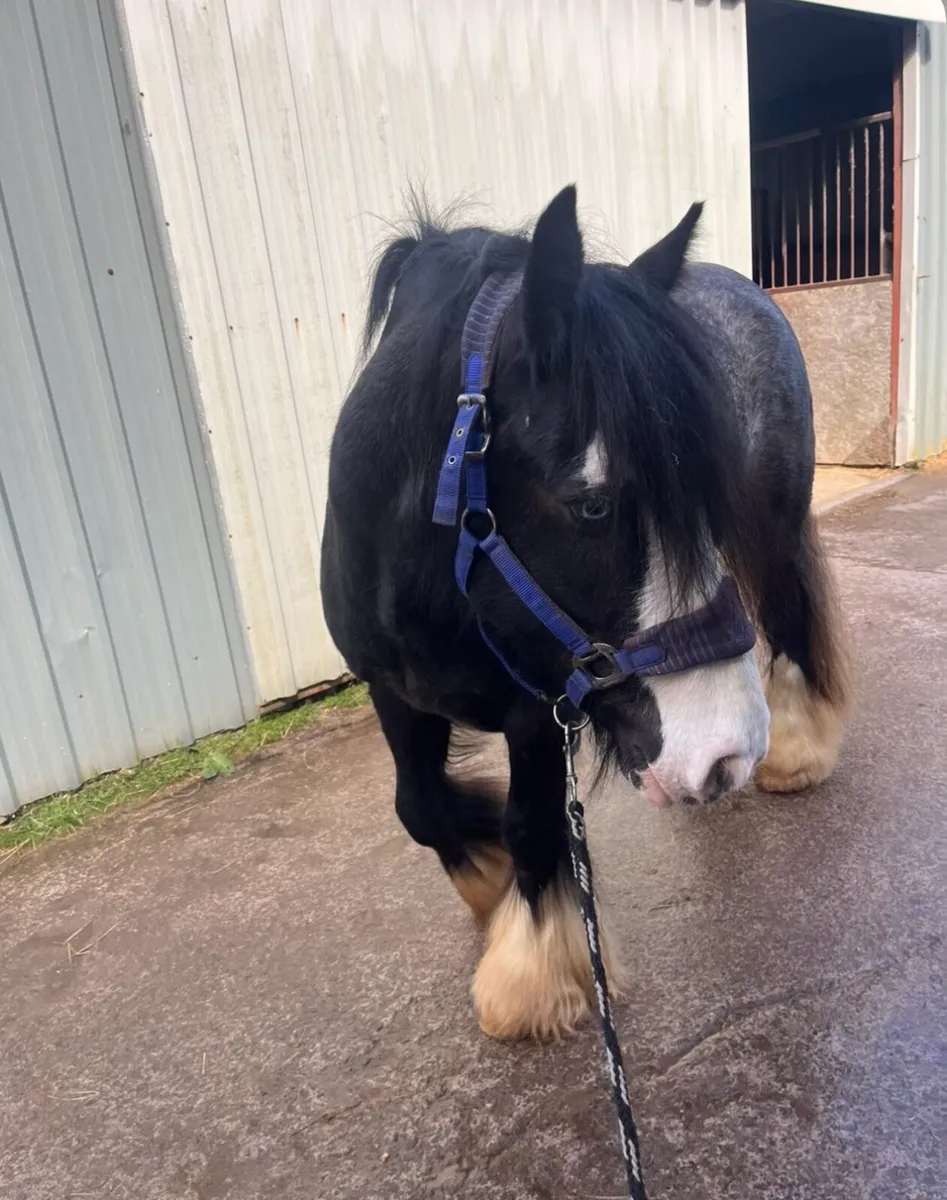 14hh Gelding - Image 3