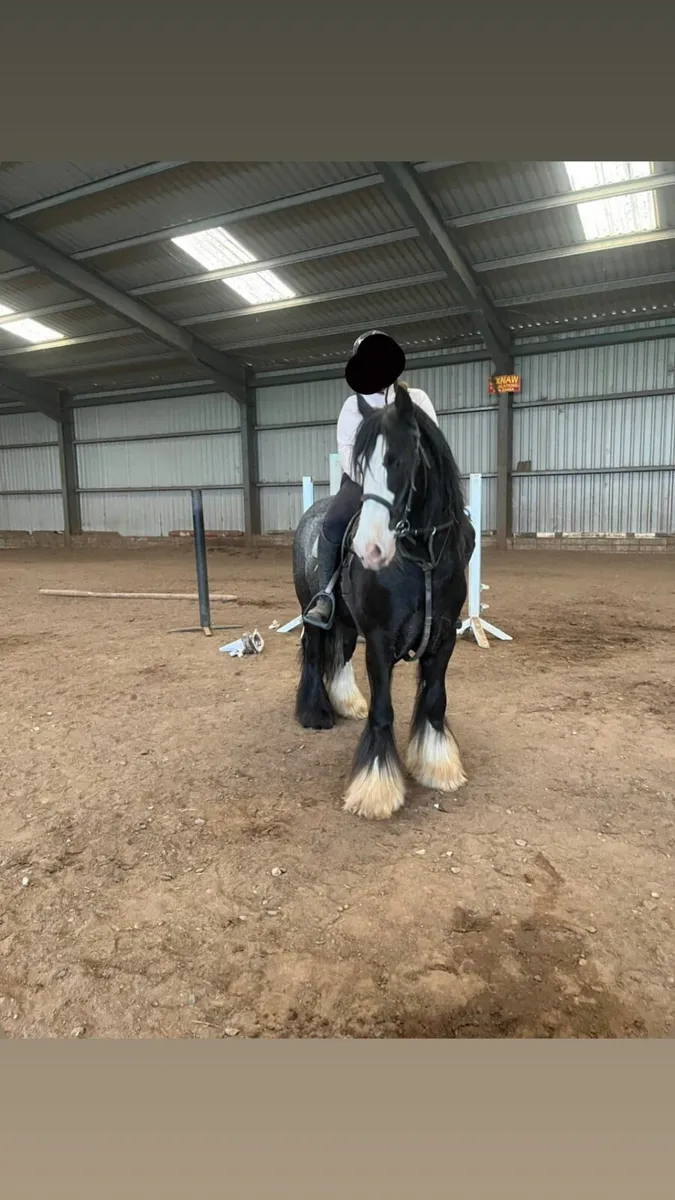 14hh Gelding - Image 1