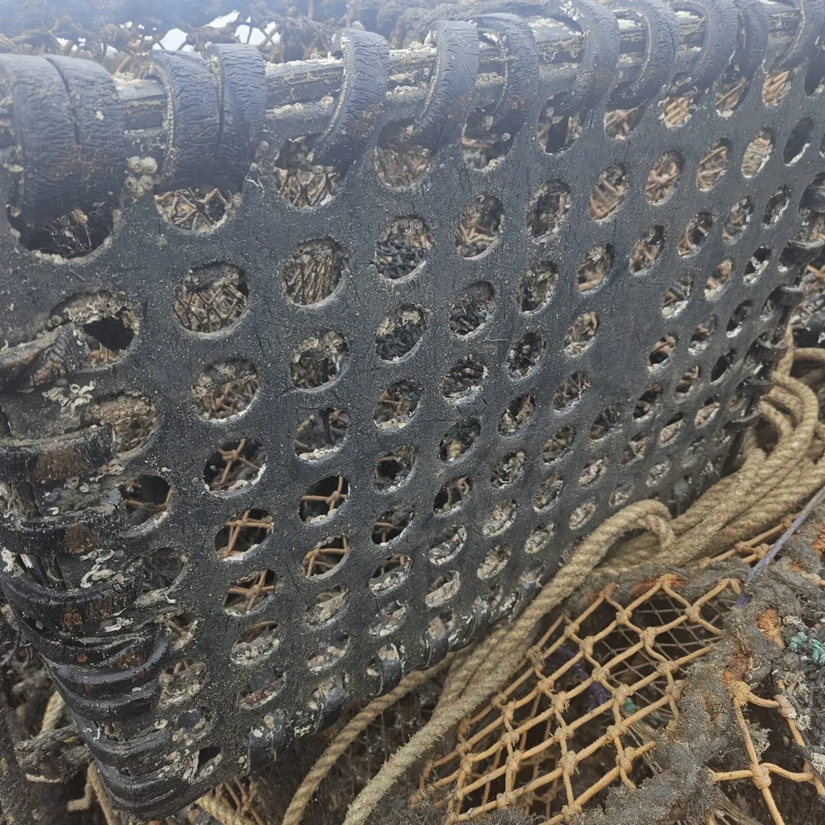 Soft eye lobster pots & brand new shrimp pots - Image 2