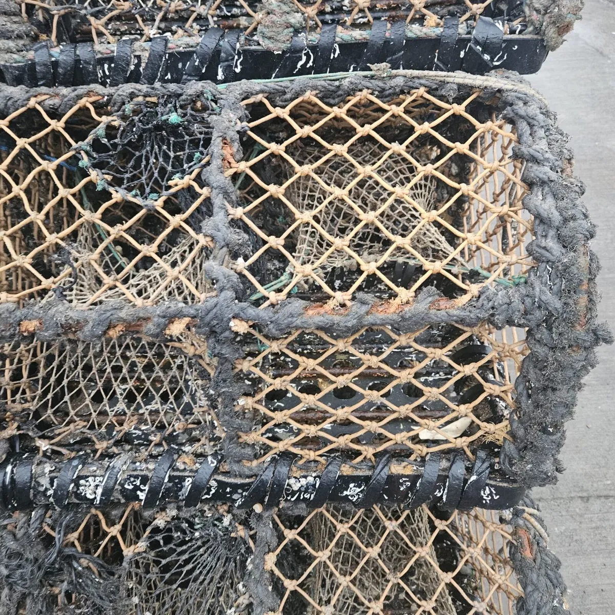 Soft eye lobster pots & brand new shrimp pots - Image 3